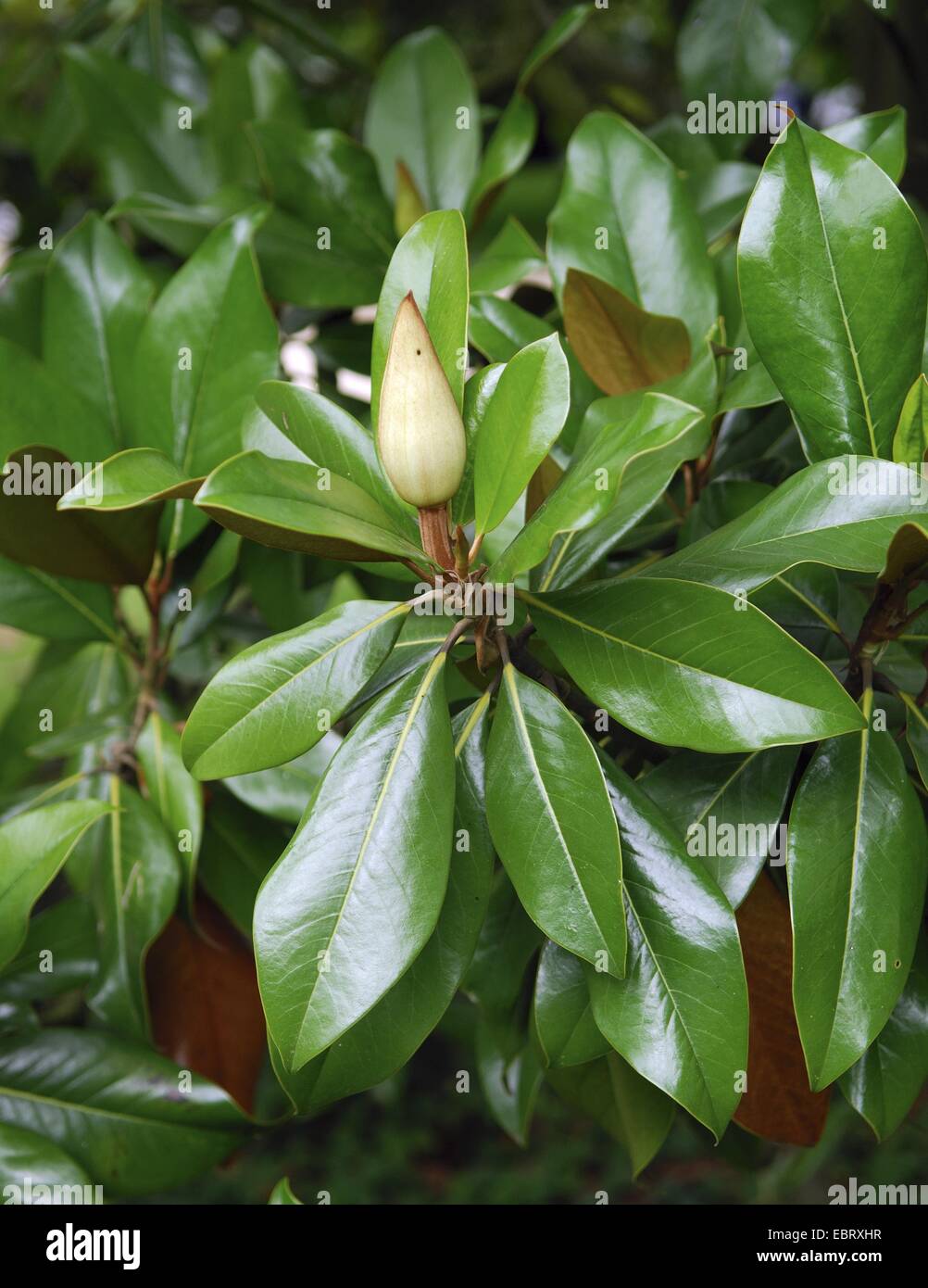 Magnolia meridional, Bull Ray, Evergreen Magnolia (Magnolia grandiflora), capullo Foto de stock