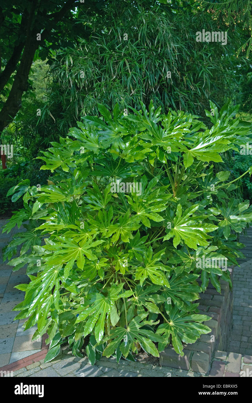 Japonés de la aralia (Fatsia japonica), exterior Foto de stock