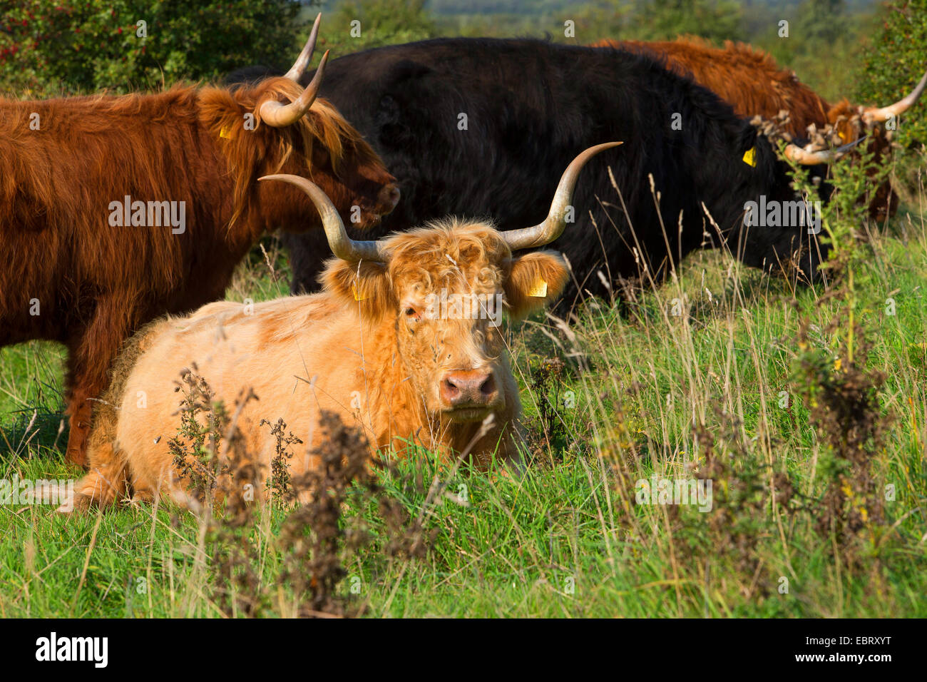 Scottish Highland ganado (Bos primigenius f. taurus), rebaño en un potrero, Alemania, Schleswig-Holstein Foto de stock