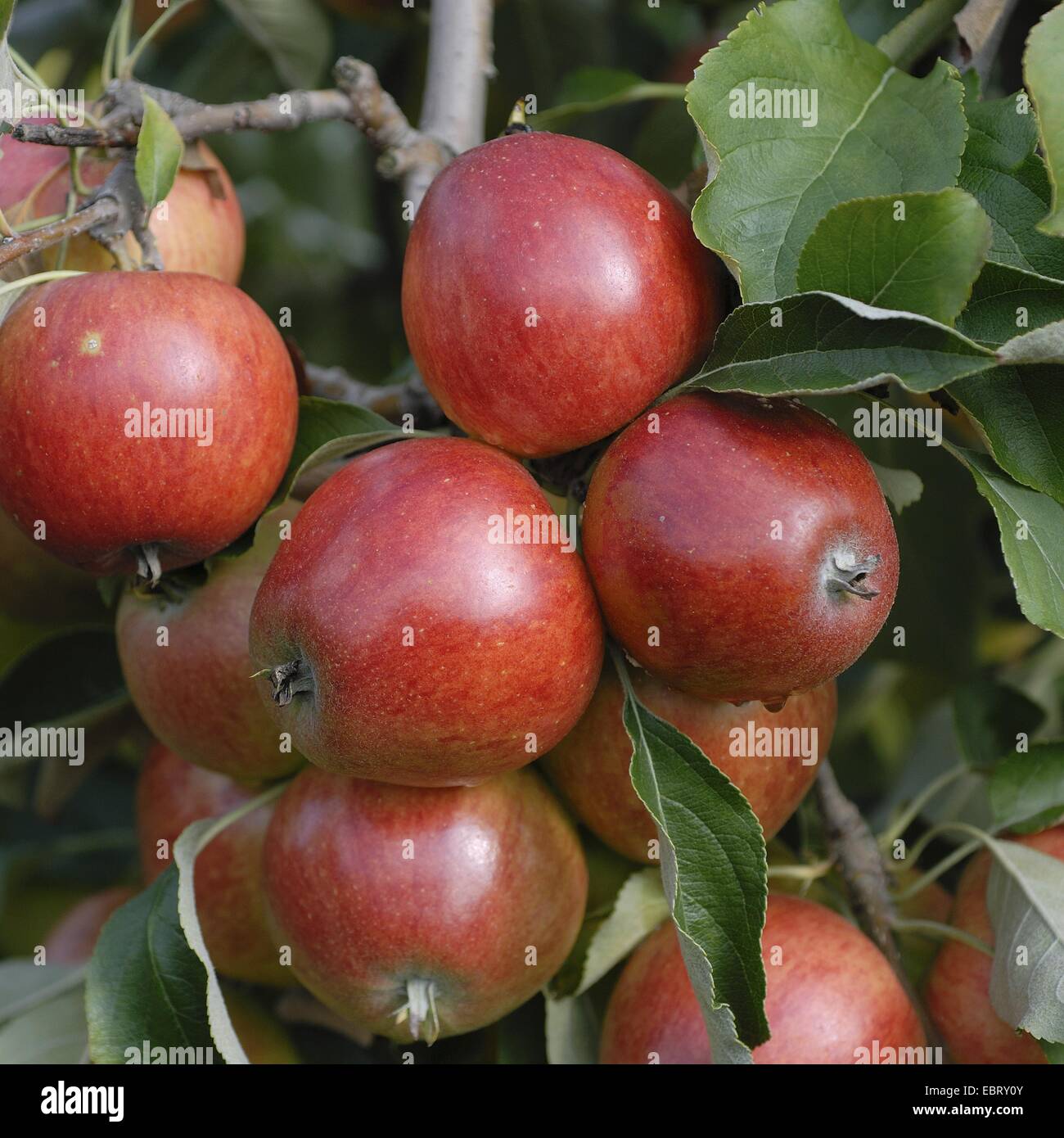 Manzano (Malus domestica "Clivia', Malus domestica), cultivar Clivia Clivia, manzanas de un árbol Foto de stock