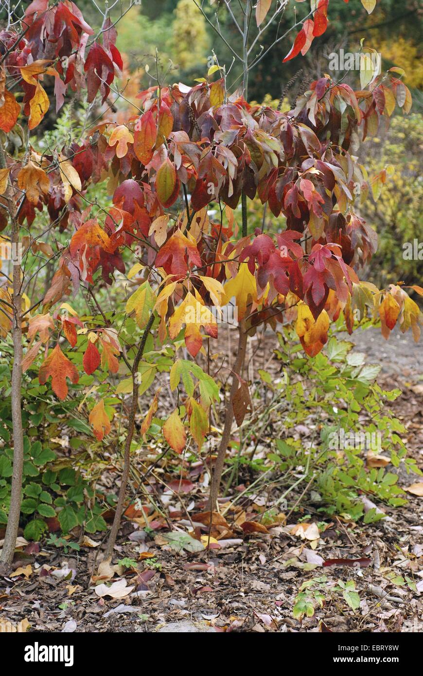 Sasafrás (Sassafras albidum), con hojas de otoño Foto de stock
