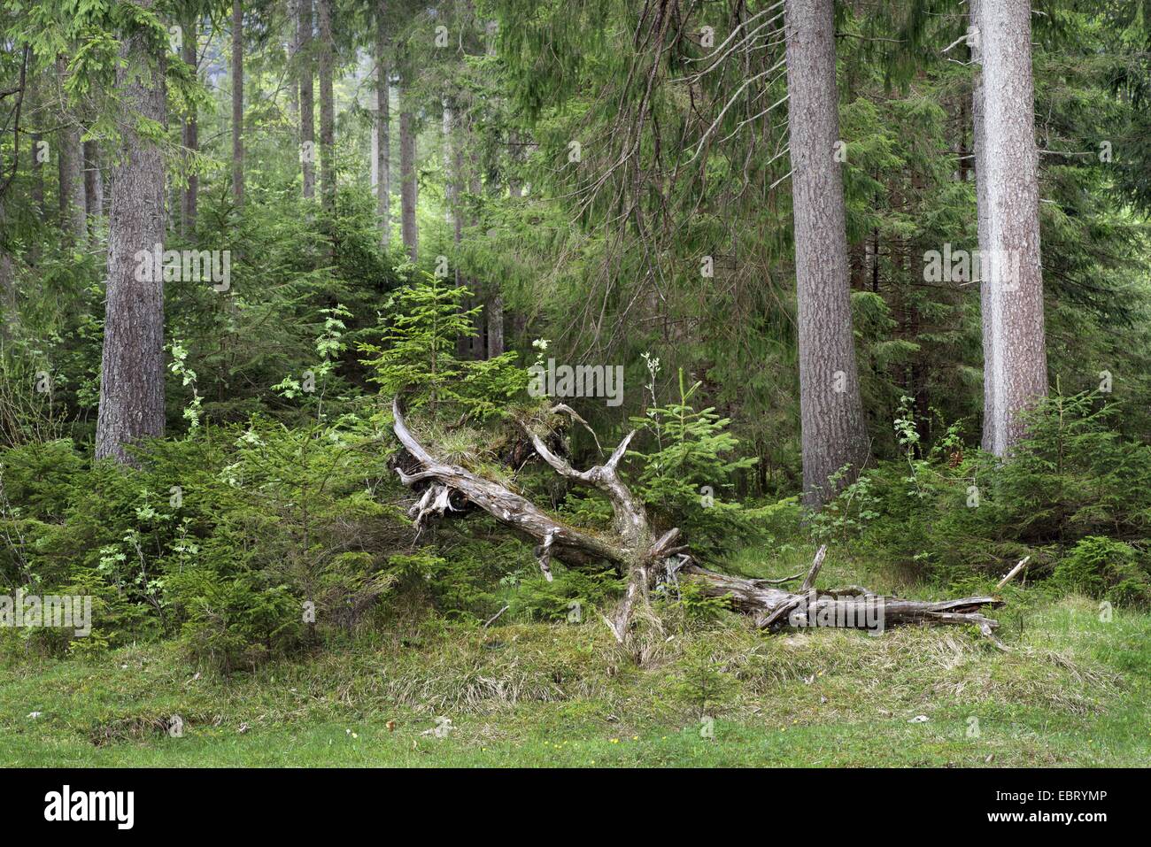 Ver en bosques de coníferas, Austria, Tirol Foto de stock