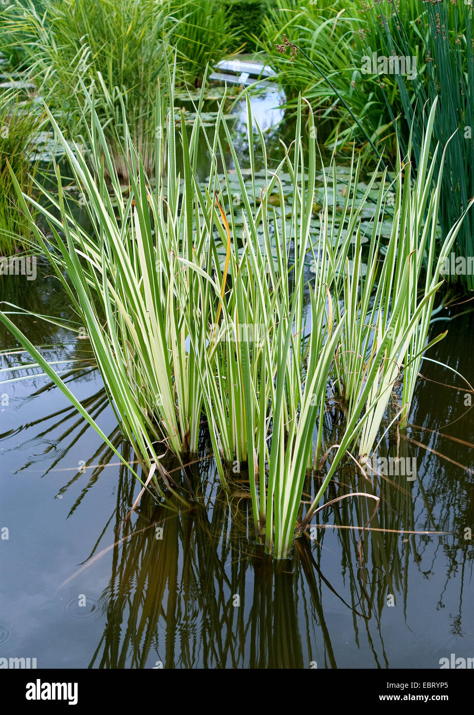 Acorus calamus variegata fotografías e imágenes de alta resolución Alamy