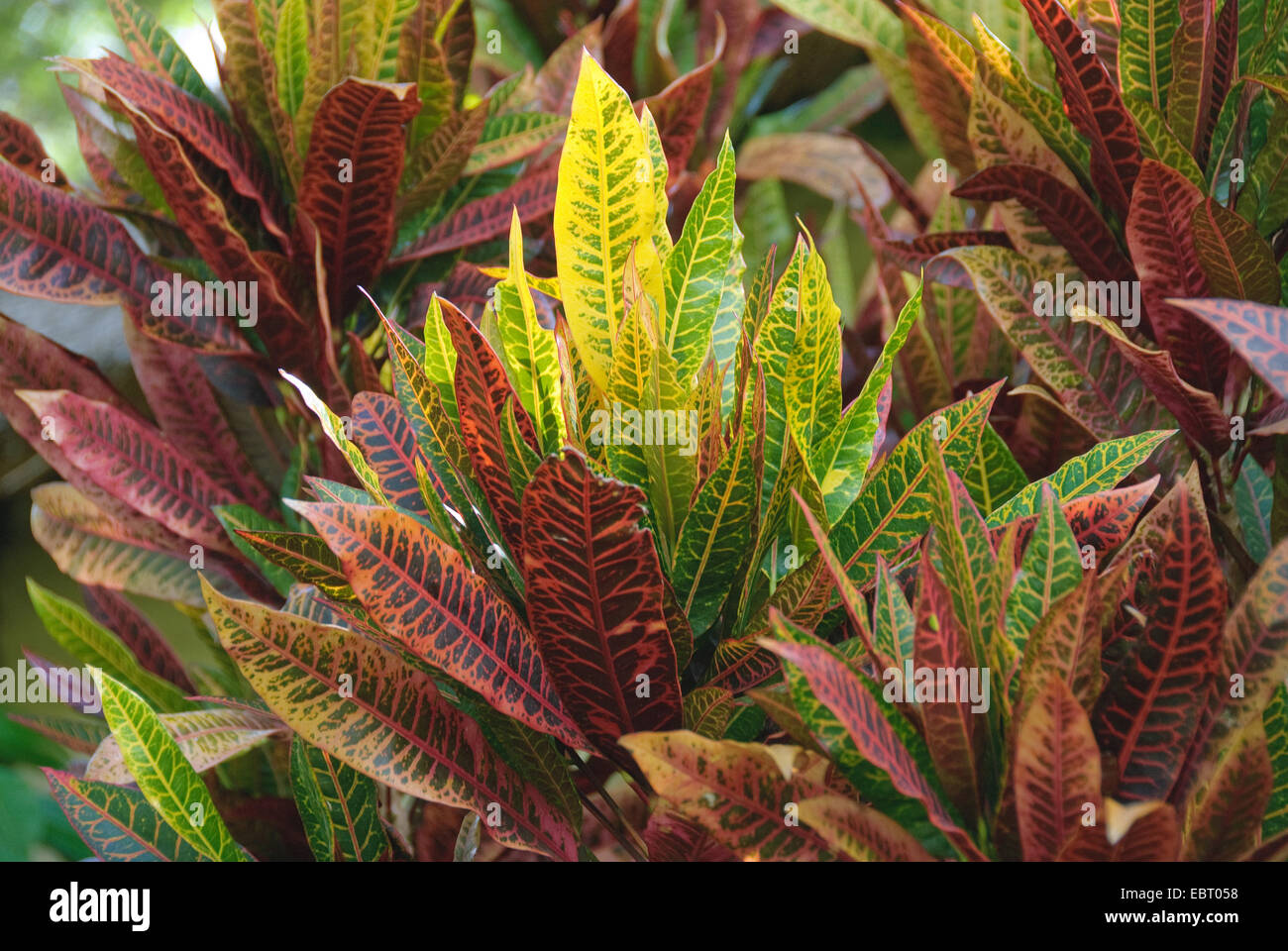Croton (Codiaeum variegatum), ramas Foto de stock