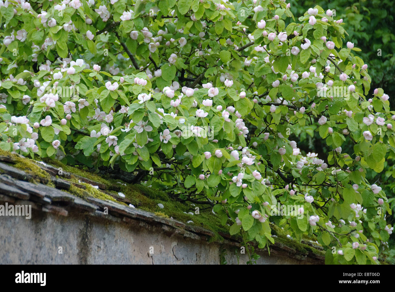 Membrillo (Cydonia oblonga común), floreciendo Foto de stock