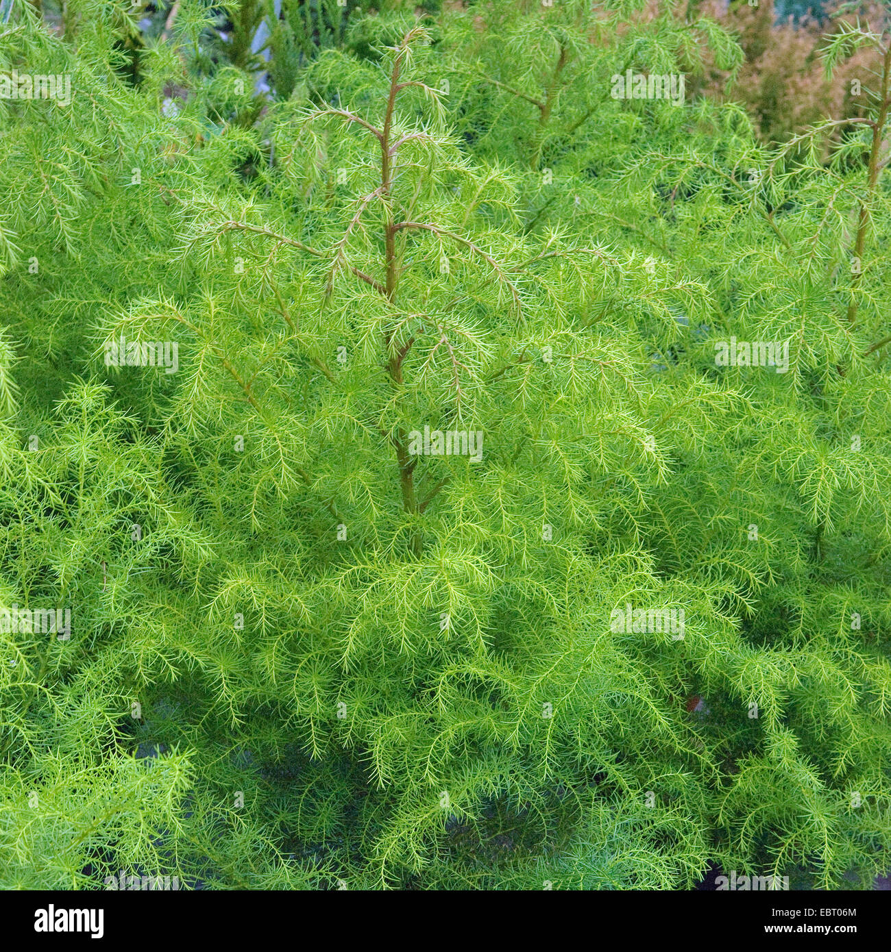 El cedro japonés (Cryptomeria japonica 'Elegans Viridis', Cryptomeria japonica Elegans Viridis), cultivar Elegans Viridis Foto de stock