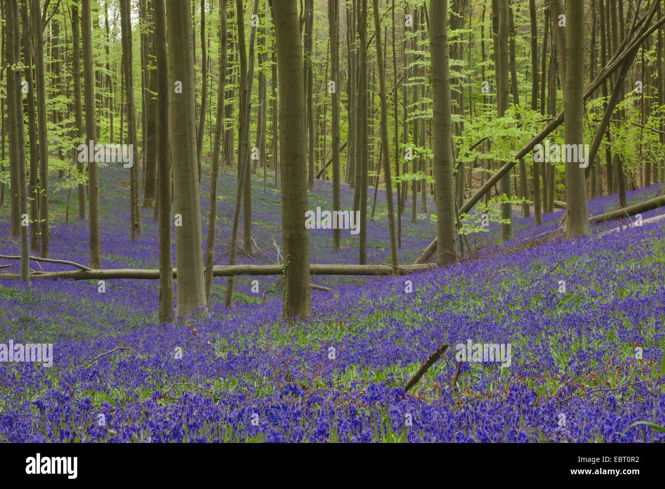 Atlantic bluebell (Hyacinthoides non-scripta, Endymion no scriptus, Scilla non-scripta), el muelle del bosque atlántico con flores de campanillas, Bélgica, Hallerbos Foto de stock