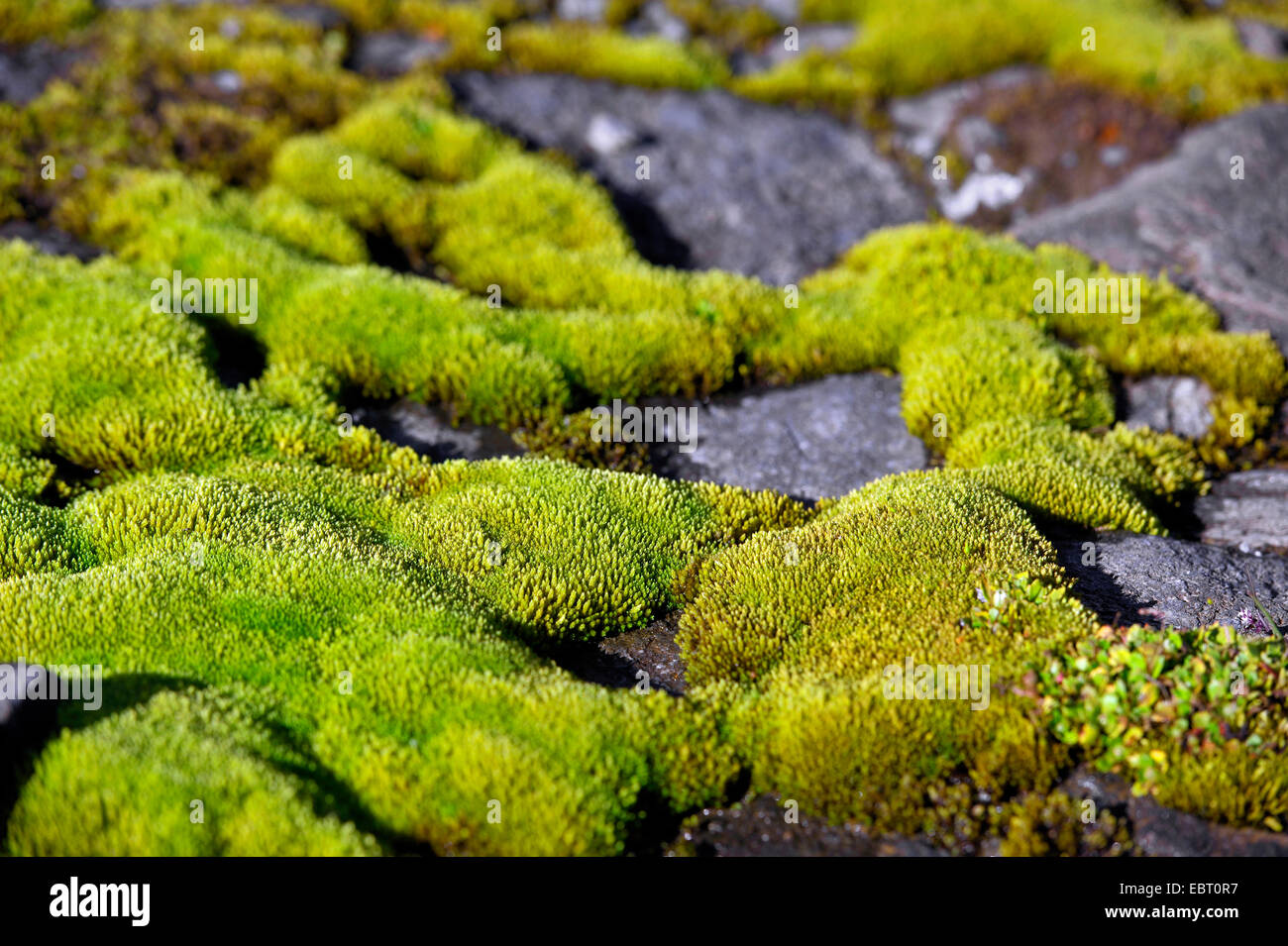 Moss sobre piedras, Francia, Savoie, Parque Nacional de Vanoise Foto de stock