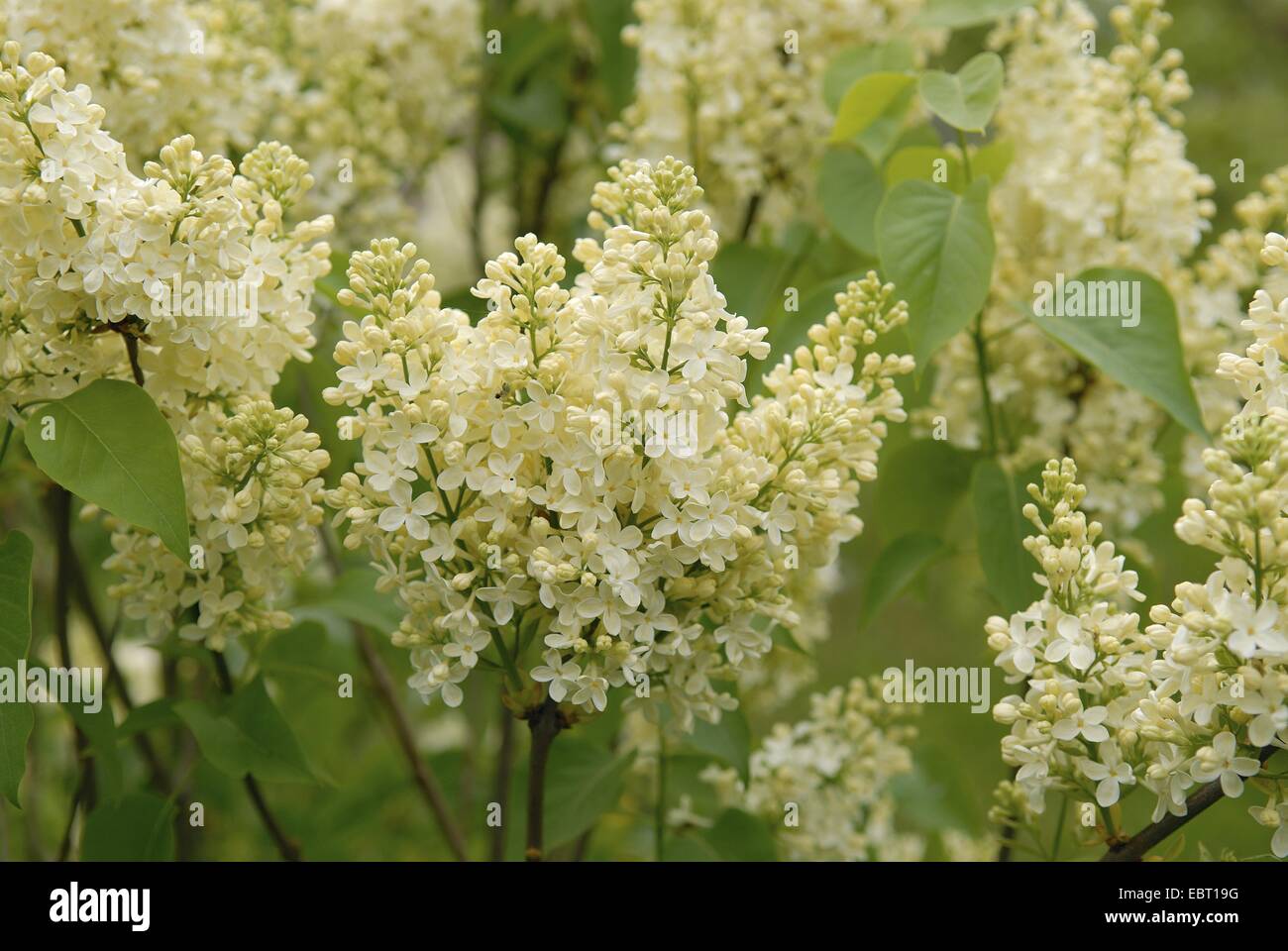 Lilas (Syringa vulgaris común 'primrose', Syringa vulgaris Primrose), cultivar Primerose, floreciendo Foto de stock