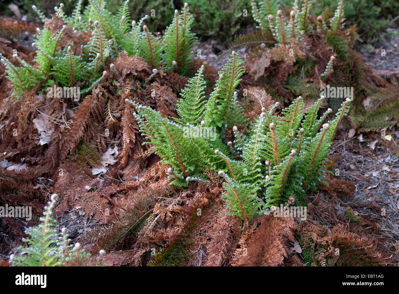 Escudo Soft (helecho Polystichum setiferum 'Plumosum Densum', Polystichum setiferum Densum Plumosum), cultivar Plumosum Densum Foto de stock