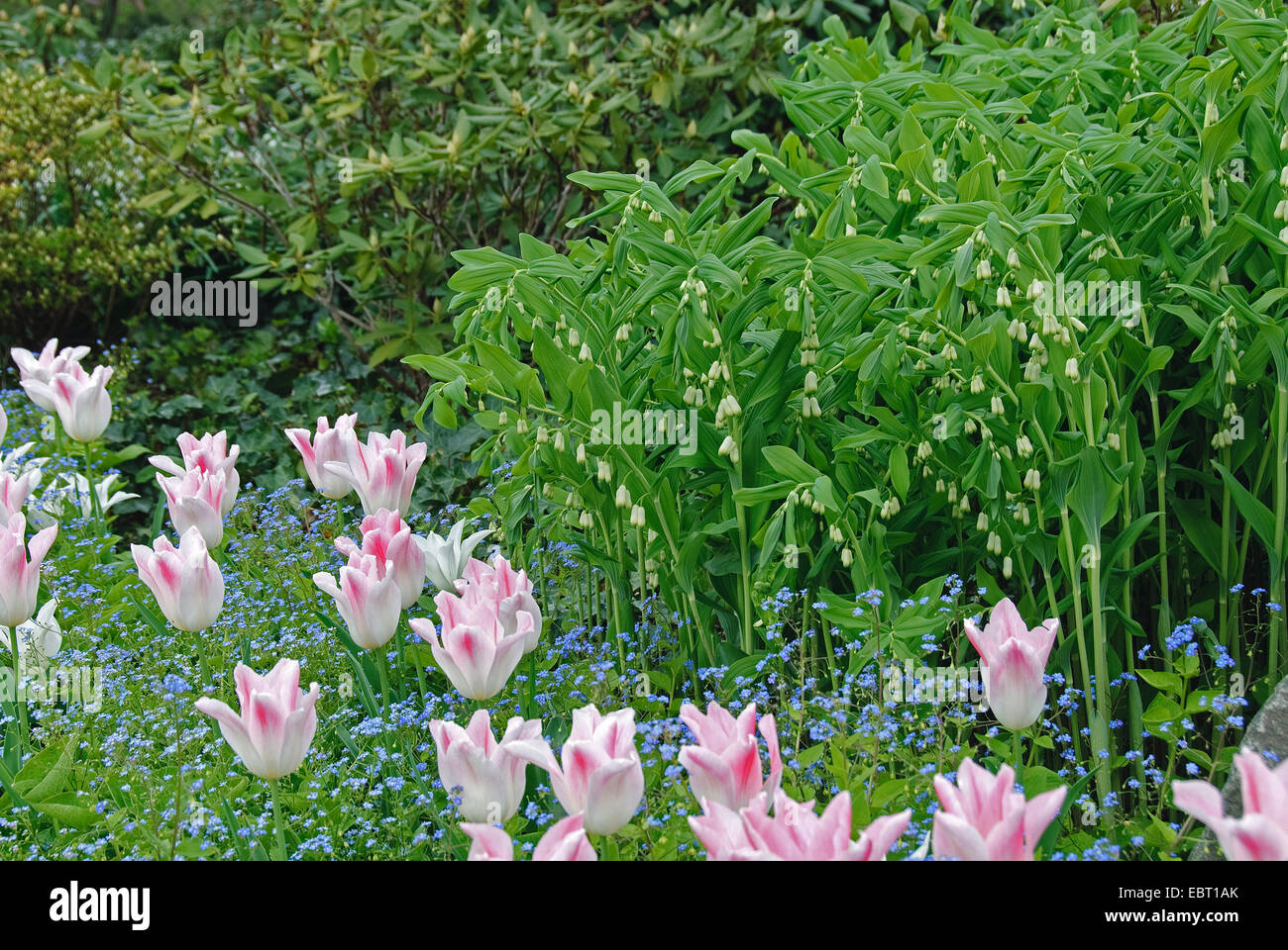 Soloman euroasiática de sello (Polygonatum multiflorum), floreciendo en un jardín con Tulipa Holland Chic Foto de stock