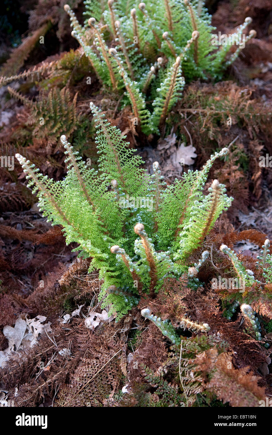 Escudo Soft (helecho Polystichum setiferum 'Plumosum Densum', Polystichum setiferum Densum Plumosum), cultivar Plumosum Densum Foto de stock