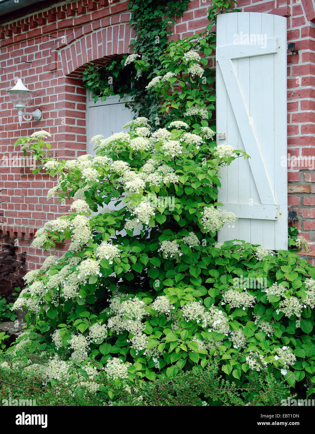 Escalada, Hortensia (Hydrangea petiolaris Hydrangea anomala subsp. petiolaris), floreciendo en una fachada Foto de stock