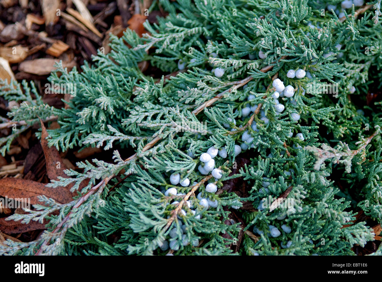 Alfombra azul, enebro rastrero enebro (Juniperus horizontalis Glauca Group), Grupo Glauca, bayas Foto de stock
