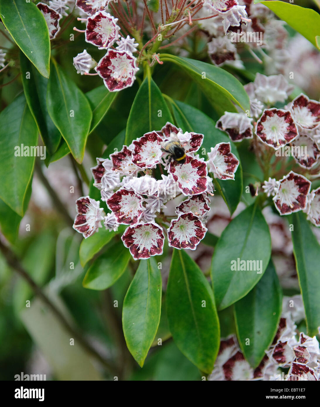 El laurel de montaña (Kalmia latifolia 'Bandeau', Kalmia latifolia Bandeau), cultivar Bandeau, floreciendo Foto de stock