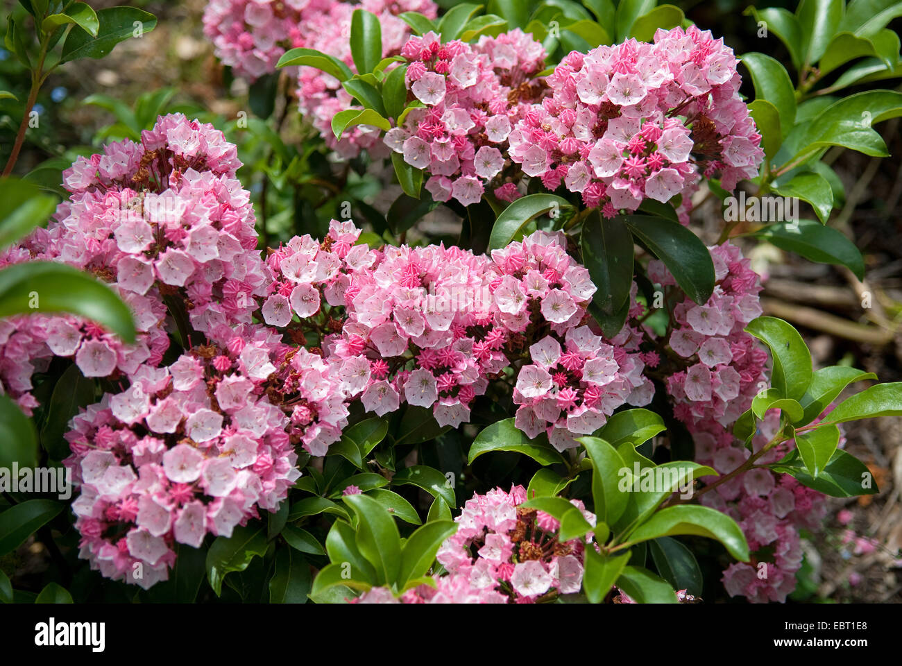 El laurel de montaña (Kalmia latifolia 'Carol', Kalmia latifolia Carol), cultivar Carol, floreciendo Foto de stock