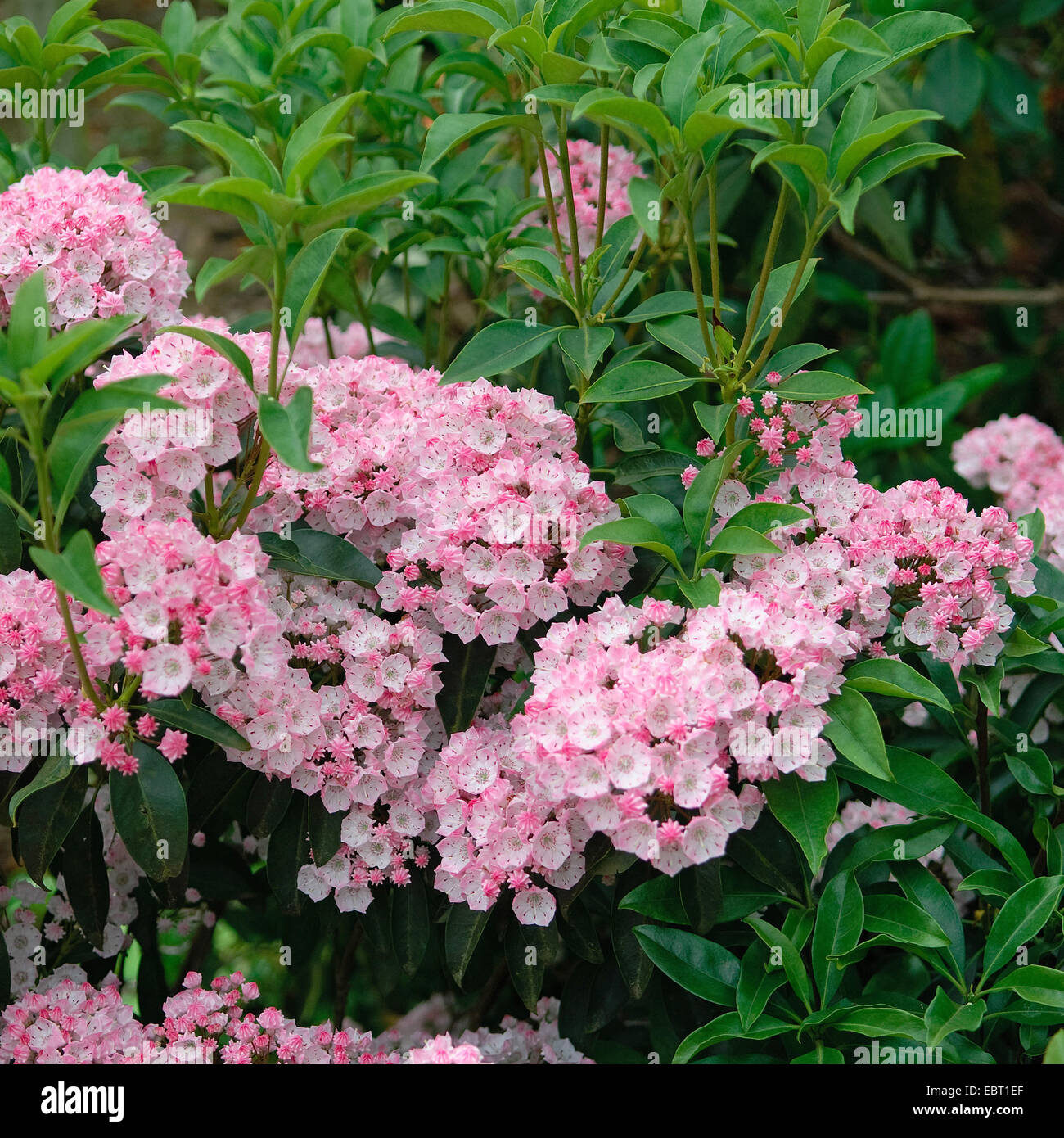 El laurel de montaña (Kalmia latifolia "alegre", Kalmia latifolia alegre), cultivar alegre, floreciendo Foto de stock