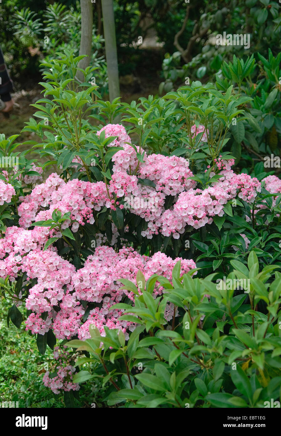 El laurel de montaña (Kalmia latifolia "alegre", Kalmia latifolia alegre), cultivar alegre, floreciendo Foto de stock