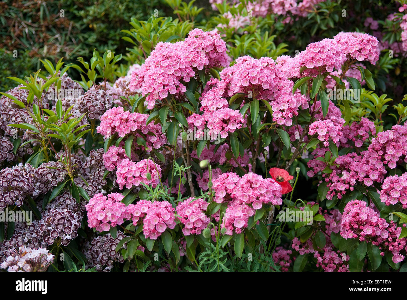 El laurel de montaña (Kalmia latifolia "Rosenquarz', Kalmia latifolia), cultivar Rosenquarz Rosenquarz, floreciendo Foto de stock