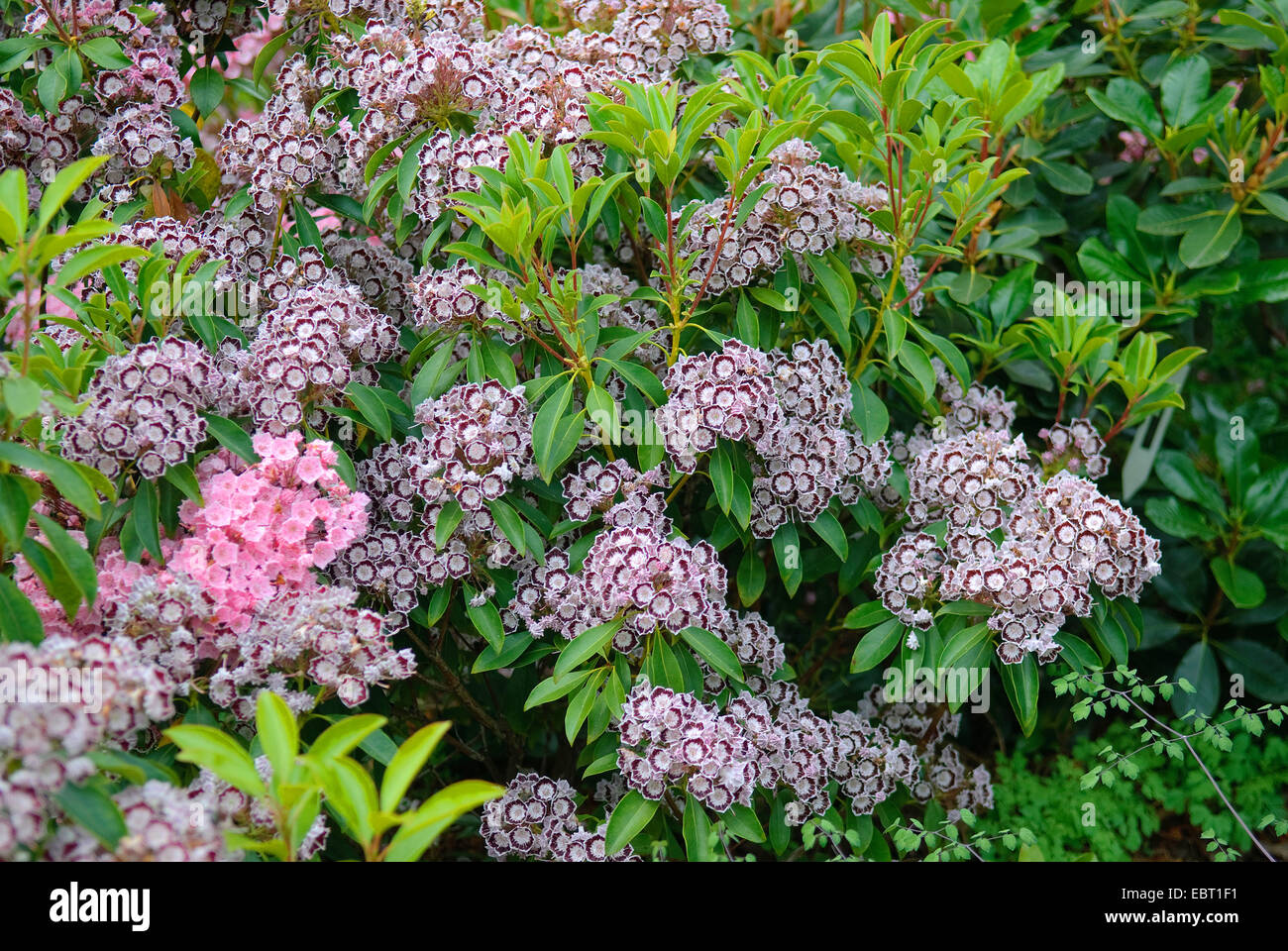 El laurel de montaña (Kalmia latifolia 'Nani', Kalmia latifolia), cultivar Nani nani, floreciendo Foto de stock