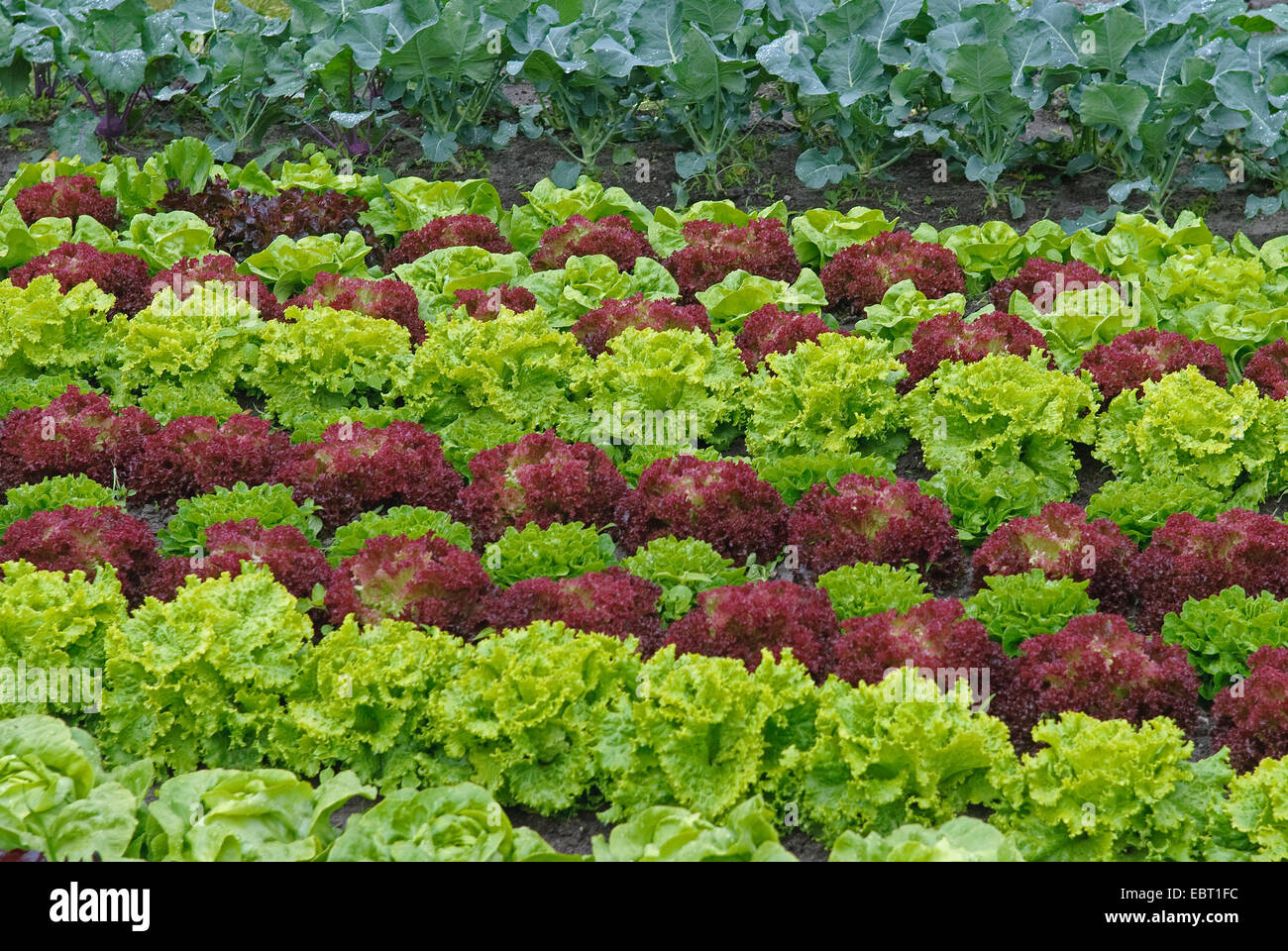 Jardín de lechuga (Lactuca sativa "Lollo Rosso", Lactuca sativa Lollo Rosso), Sorte Lollo Rosso, parche vegetal Foto de stock