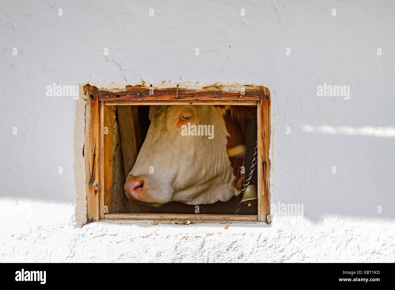 El ganado doméstico (Bos primigenius f. taurus), con el cencerro, mirando por una ventana estable, Alemania Foto de stock