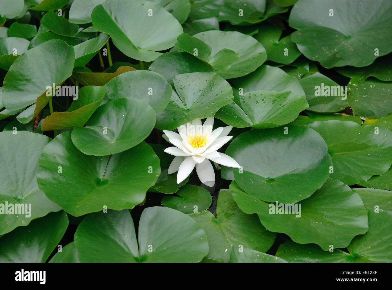 Blanco, blanco lirio de agua lirio de estanque (Nymphaea alba), floreciendo, Alemania Foto de stock
