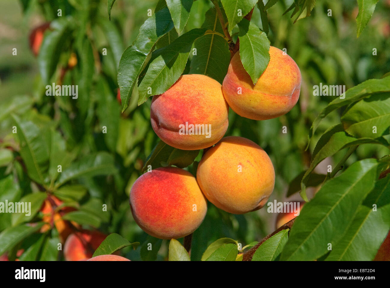 Durazno (Prunus persica 'South Haven', Prunus persica South Haven), cultivar South Haven, melocotones de un árbol Foto de stock