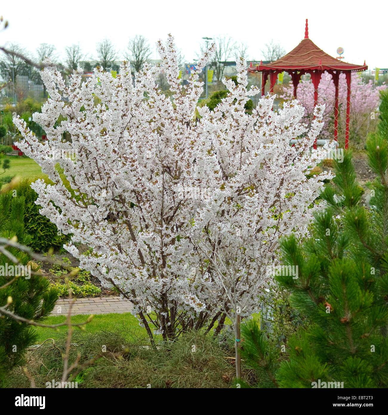 Alpine japonés cerezo (Prunus nipponica "Brillant", Prunus nipponica Brillant), cultivar Brillant Foto de stock