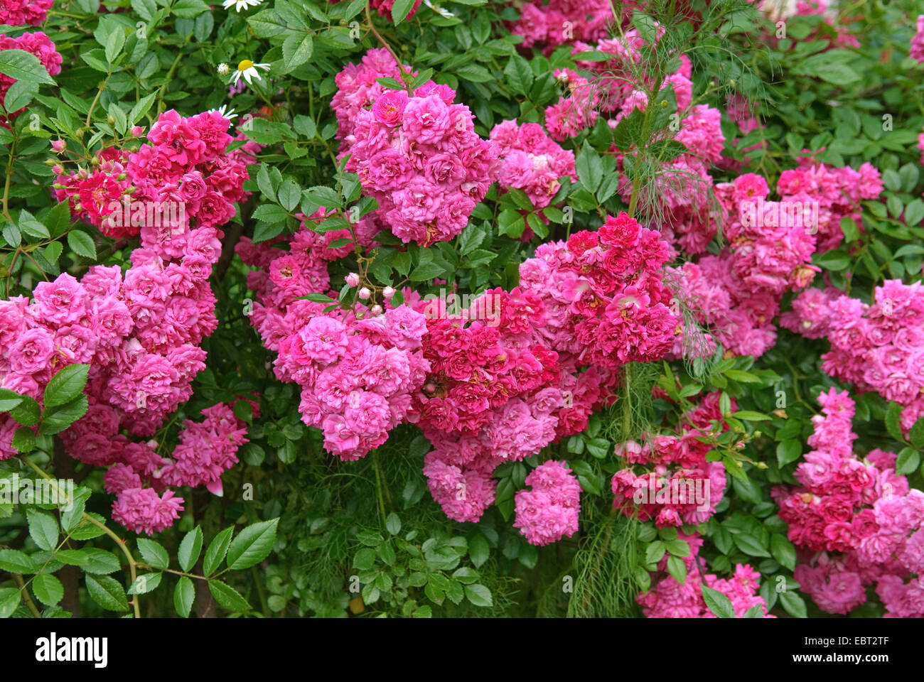 Rose (Rosa ornamentales 'Super excelsa', Rosa Super excelsa), cultivar Super excelsa Foto de stock