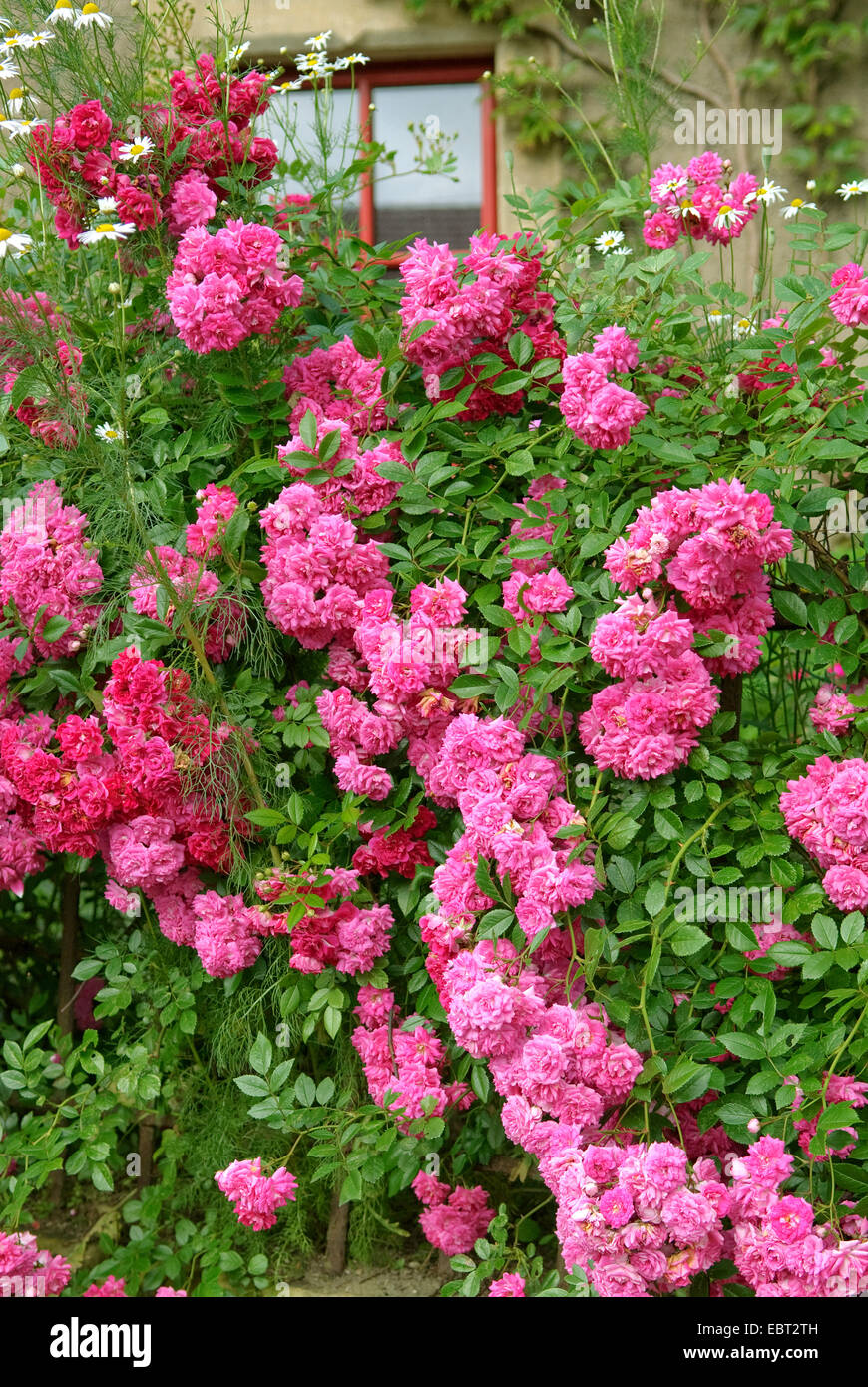 Rose (Rosa ornamentales 'Super excelsa', Rosa Super excelsa), cultivar Super excelsa Foto de stock