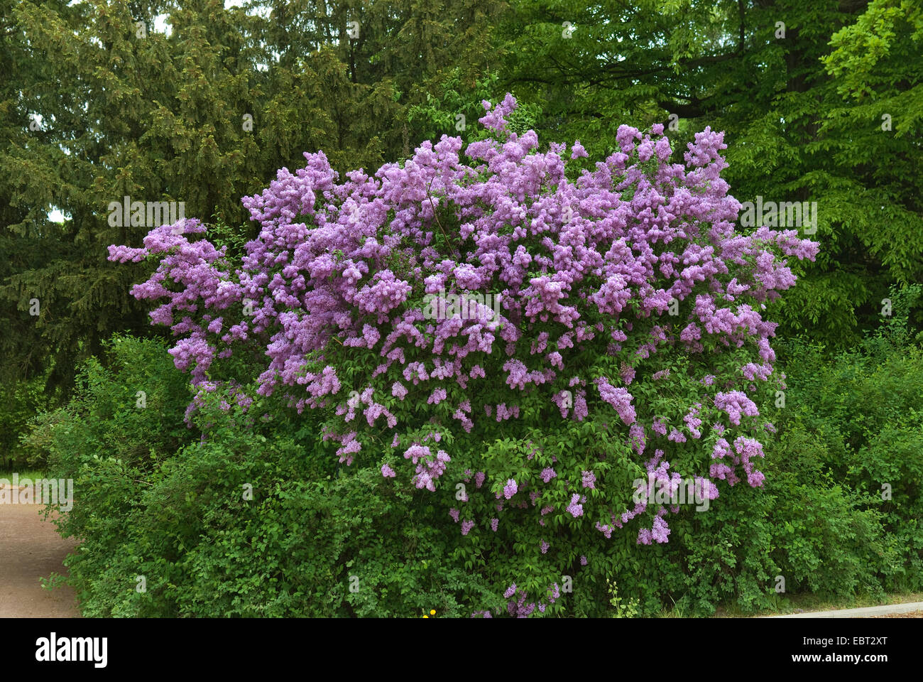 Chino lilas (Syringa chinensis), floreciendo Foto de stock