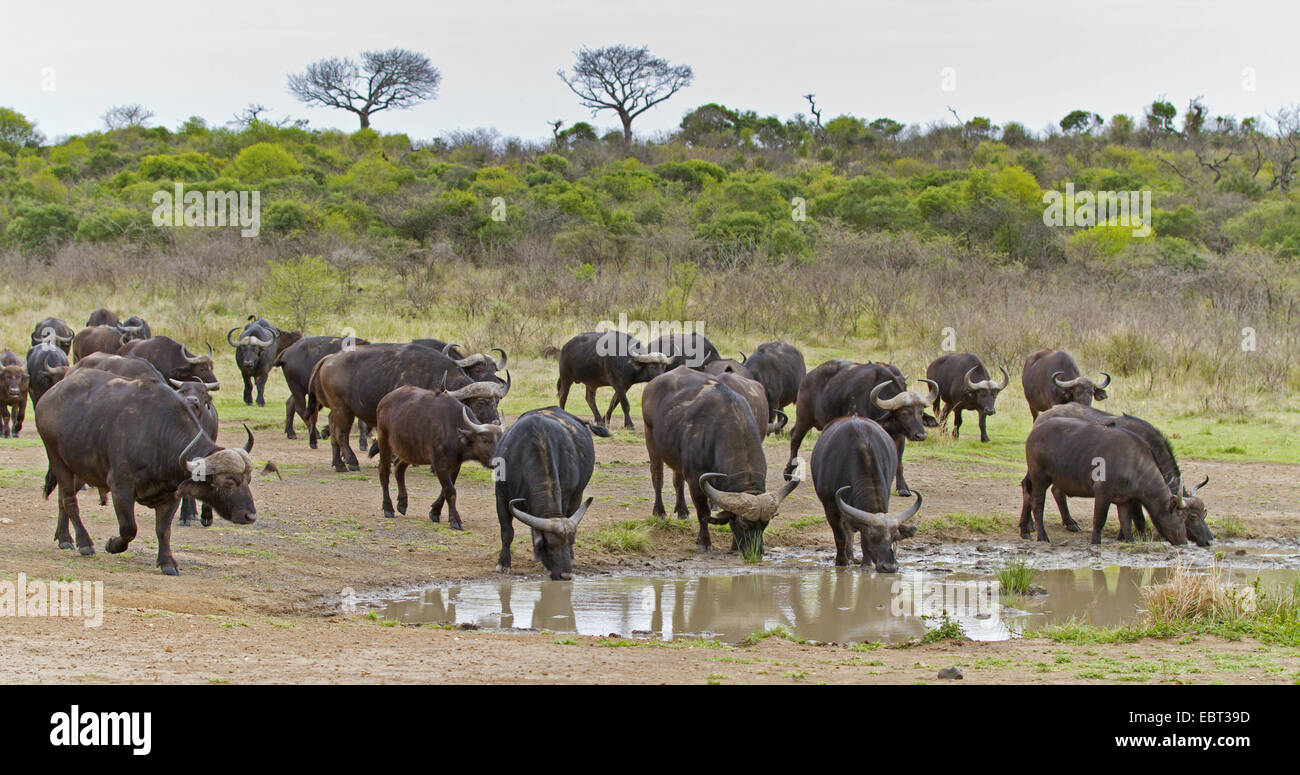 El búfalo africano (Syncerus caffer), hato en un abrevadero en la sabana, África del Sur, el Parque Nacional Hluhluwe-Umfolozi Foto de stock