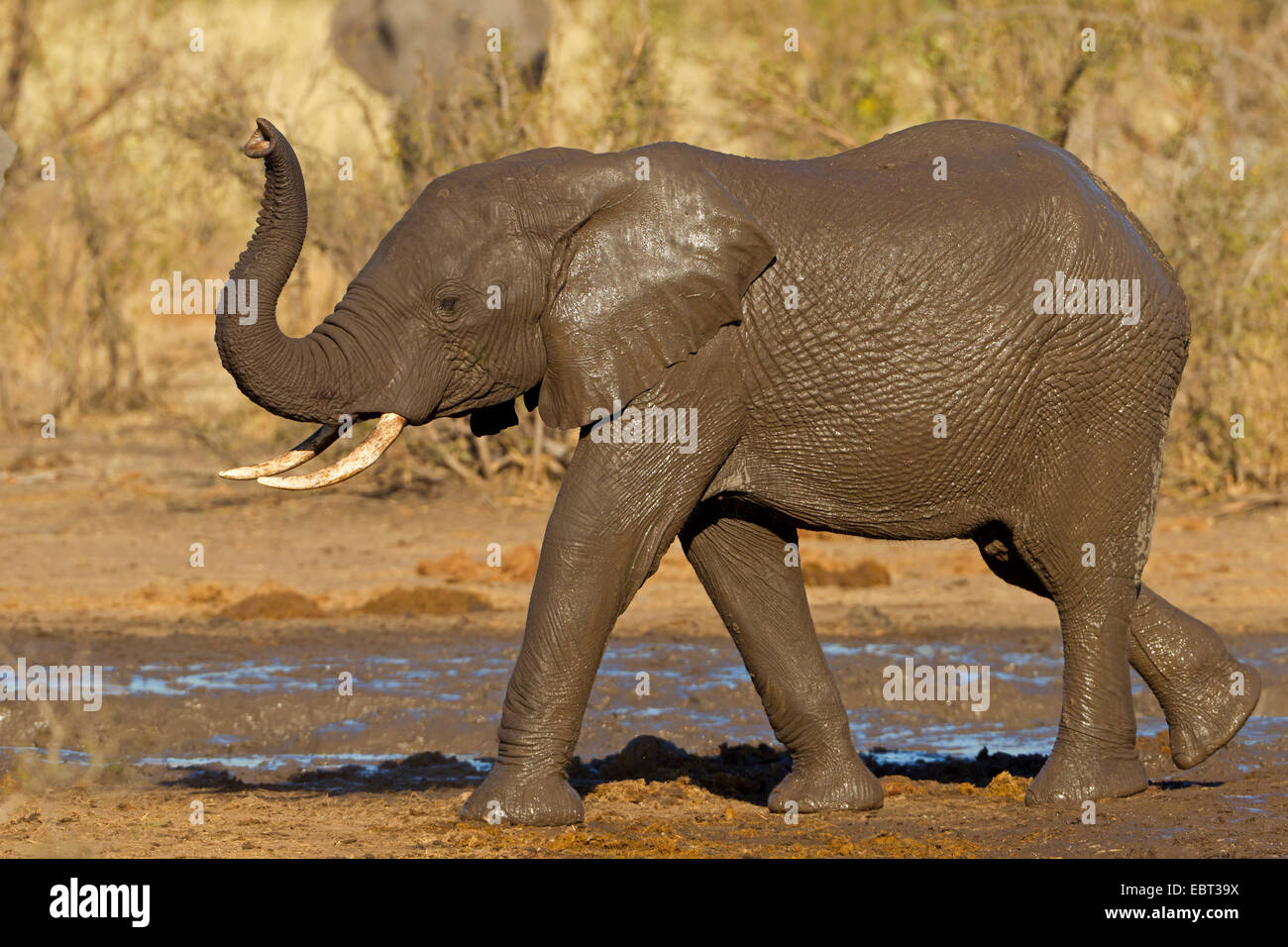 Elefante africano (Loxodonta africana), el elefante juvenil después del baño de barro, Sudáfrica, el Parque Nacional Krueger Foto de stock