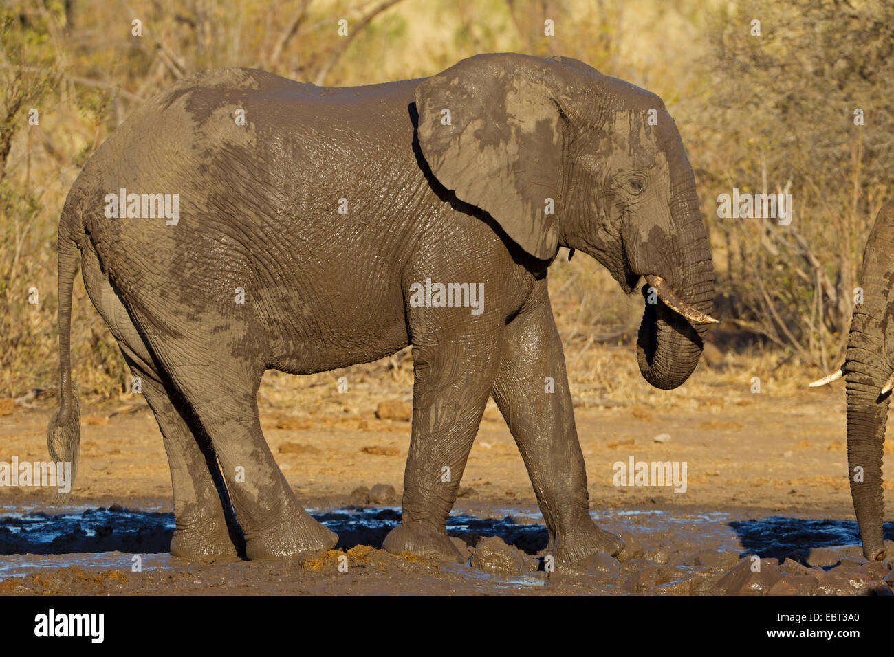 Elefante africano (Loxodonta africana), el elefante juvenil después del baño de barro, Sudáfrica, el Parque Nacional Krueger Foto de stock