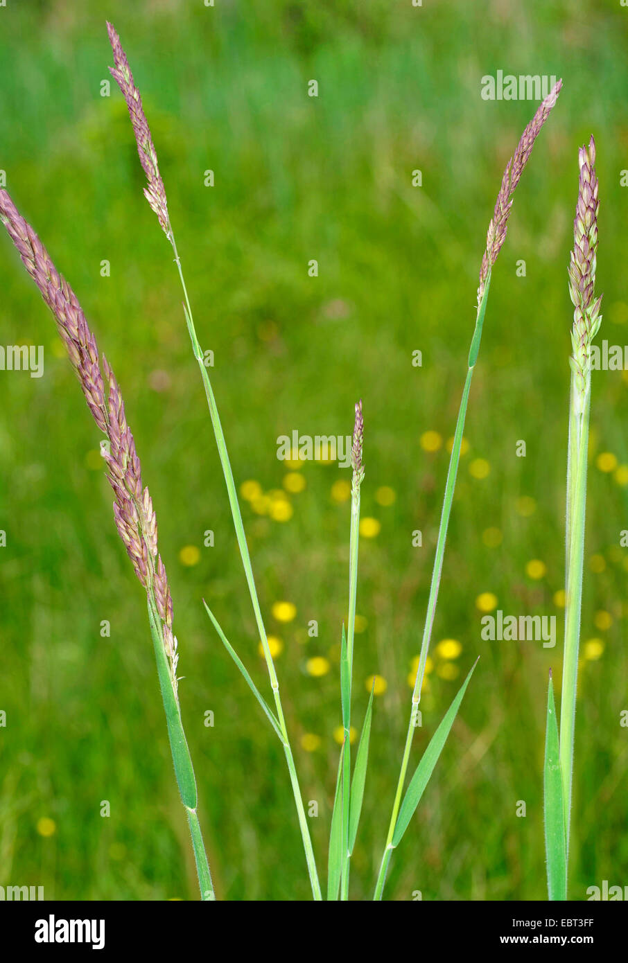 Hierba de terciopelo común, Yorkshire-niebla, arrastrándose velvetgrass (Holcus lanatus), floreciendo, Alemania, Baviera, Oberbayern, Alta Baviera, Murnauer Moos Foto de stock