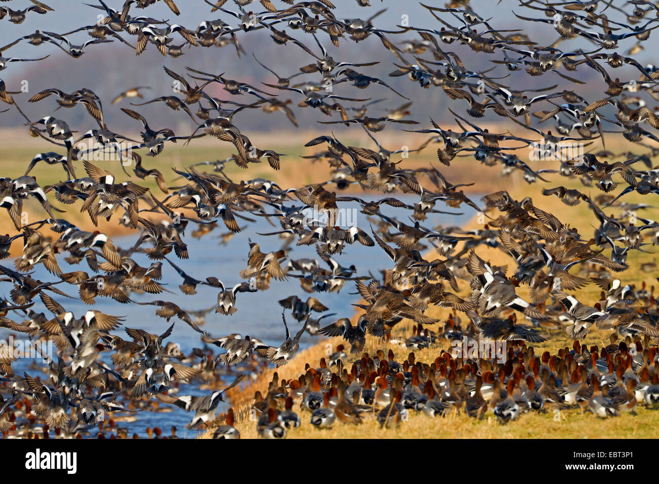 Unión silbón europeo (Anas penelope, Mareca Penélope), montones de wigeons en el lugar de descanso, Holanda, Texel Foto de stock