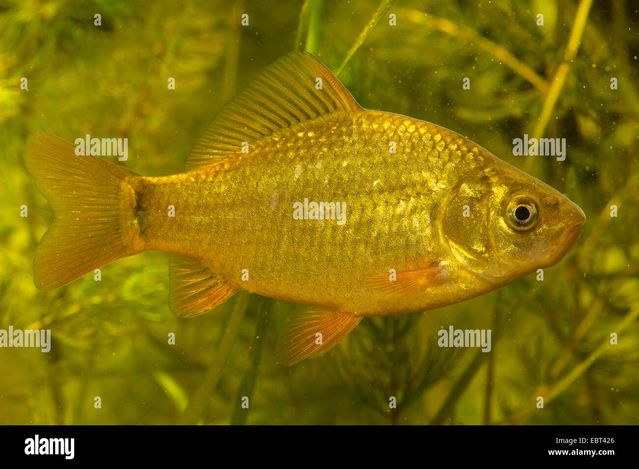 Goldfish, carpa común (Carassius auratus), con el menor punto de cola Foto de stock