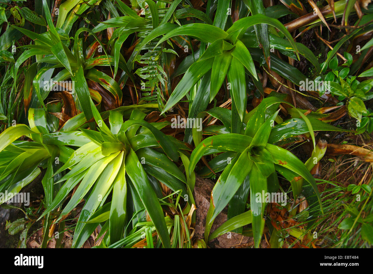 (Connellia Connellia augustae), en el bosque de nubes del tepui Roraima, Venezuela, el Parque Nacional de Canaima Foto de stock