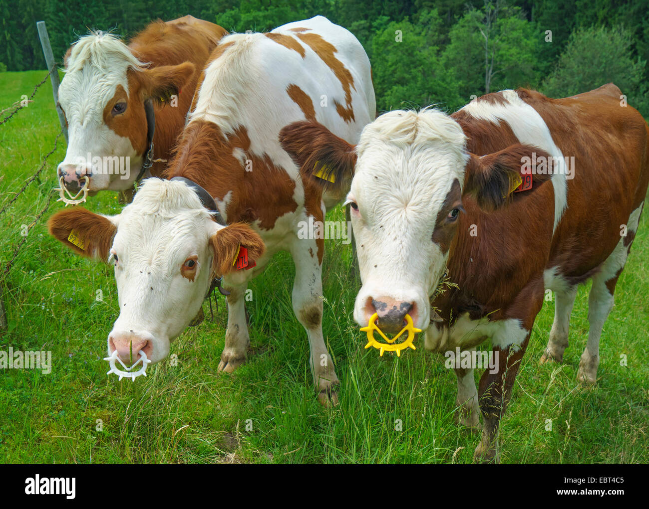 Una Vaca Con Arete En La Nariz - Kutsu Wallpaper