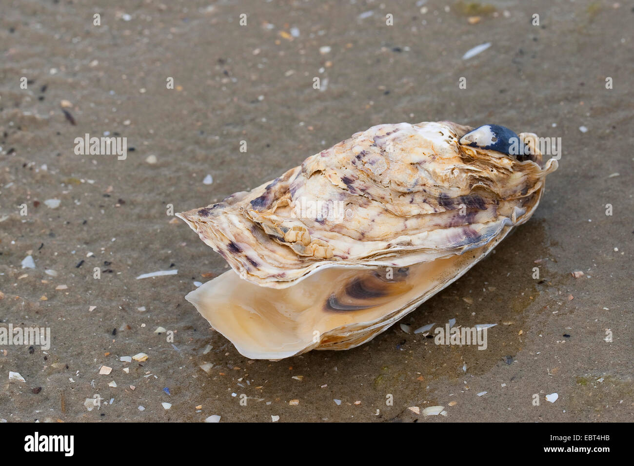 La ostra del Pacífico, gigantes, ostra del Pacífico, la ostra japonesa (Crassostrea gigas), shell en la playa, Alemania Foto de stock