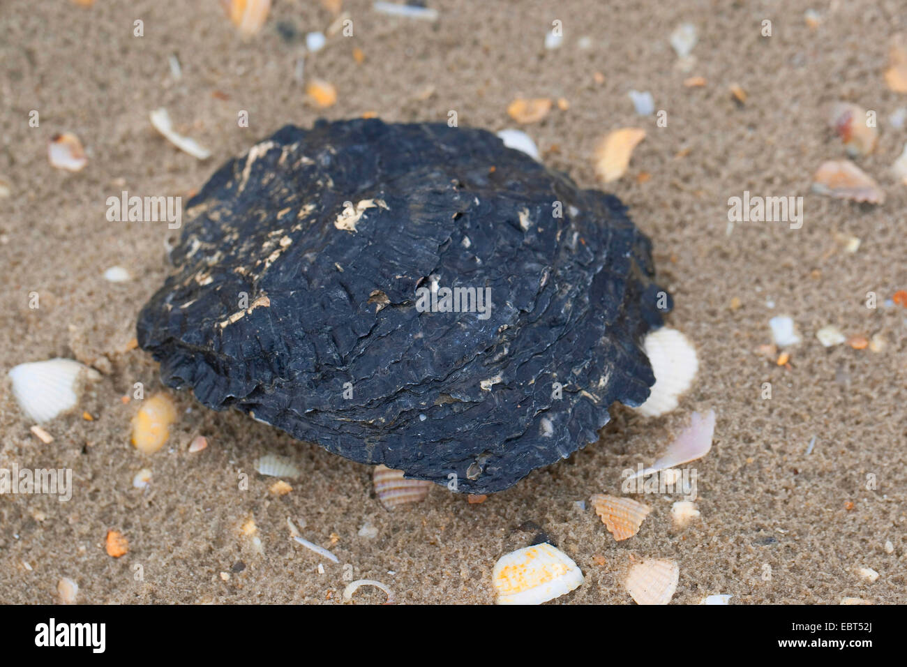 La Ostra plana europea, Colchester ostra nativa, barro, comestible ostra ostra (Ostrea edulis), conchas en la playa, Alemania Foto de stock
