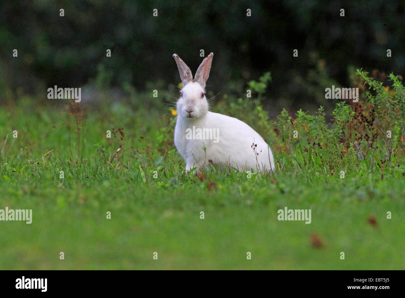 Conejo europeo (Oryctolagus cuniculus), albino sentado en una pradera, Alemania Foto de stock