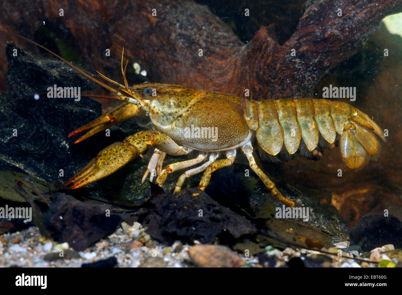 Larga despegaron de cangrejo de río (Astacus leptodactylus), hembra, abdomen con huevos Foto de stock