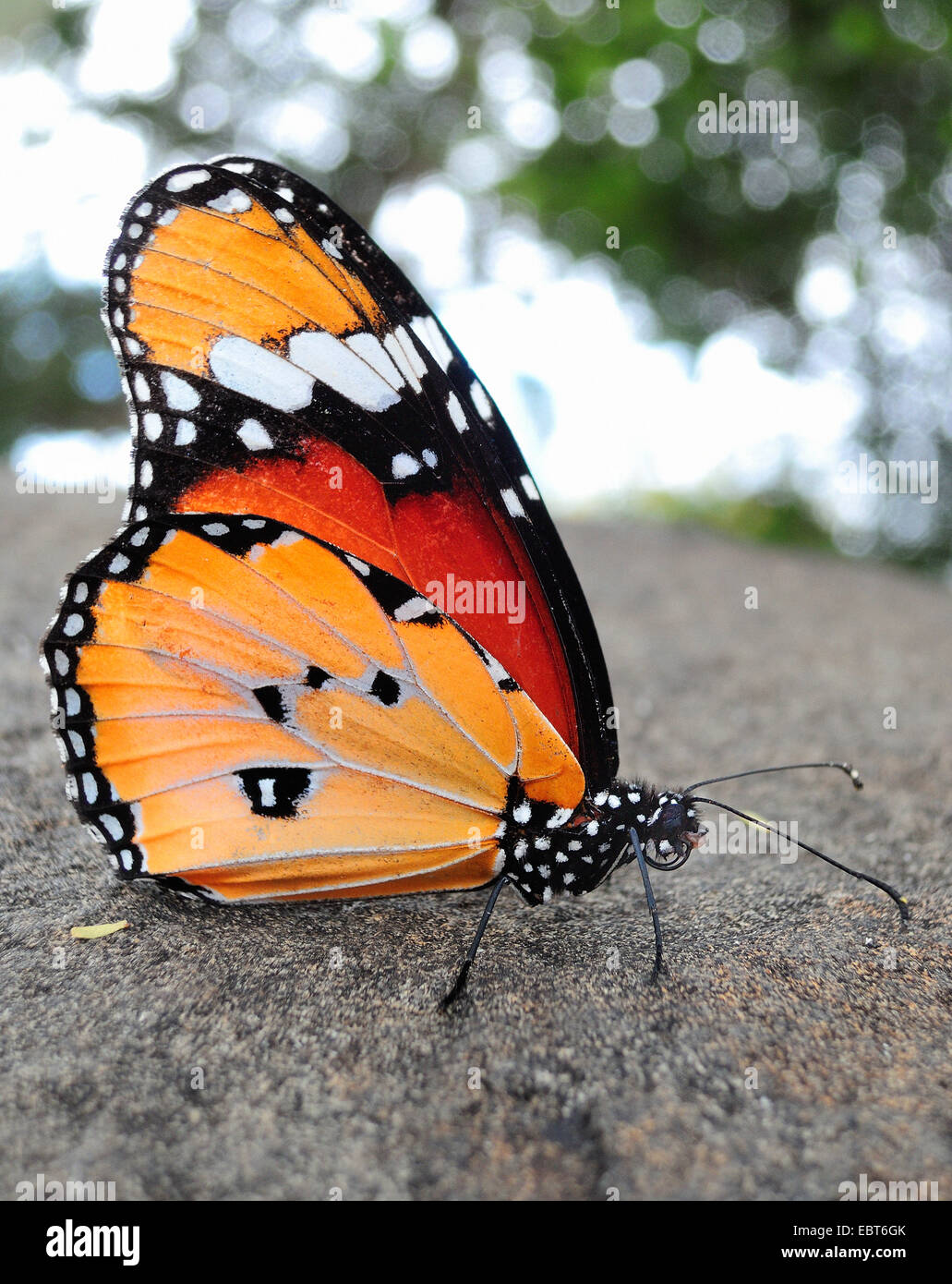 Asclepias, la mariposa monarca (Danaus chrysippus), quedarte sentado sobre una roca, Sudáfrica Foto de stock