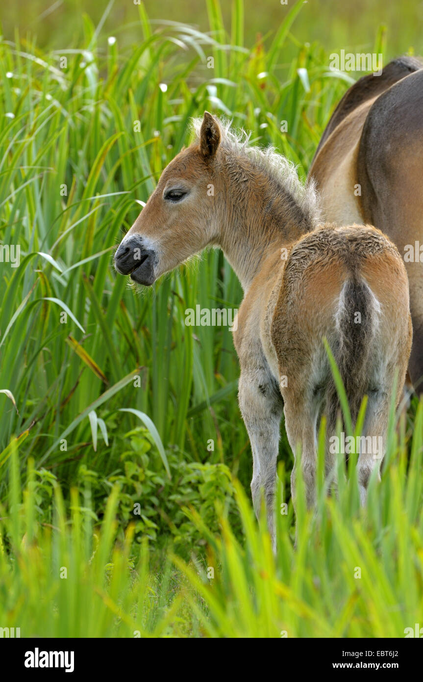 Exmoor pony (Equus caballus przewalskii. f), potro con mare en reed, Países Bajos, Texel Foto de stock