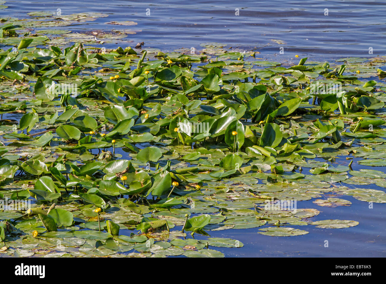 Unión amarillo-estanque de lirios de agua amarilla, lily (Nuphar lutea), floreciendo en un lago, en Alemania, en Baviera, el lago Chiemsee Foto de stock