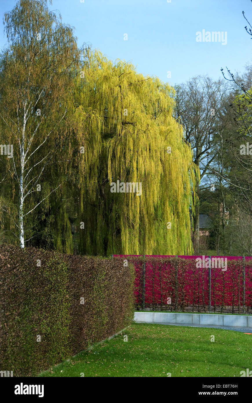 Gris enano sauce (Salix alba "Tristis', Salix alba Tristis), cultivar Tristis en un parque en otoño Foto de stock