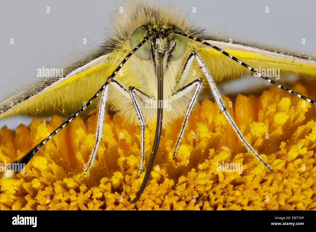 Gran blanco (Pieris brassicae), chupar néctar de una telekia, Alemania, en el Estado federado de Mecklemburgo-Pomerania Foto de stock