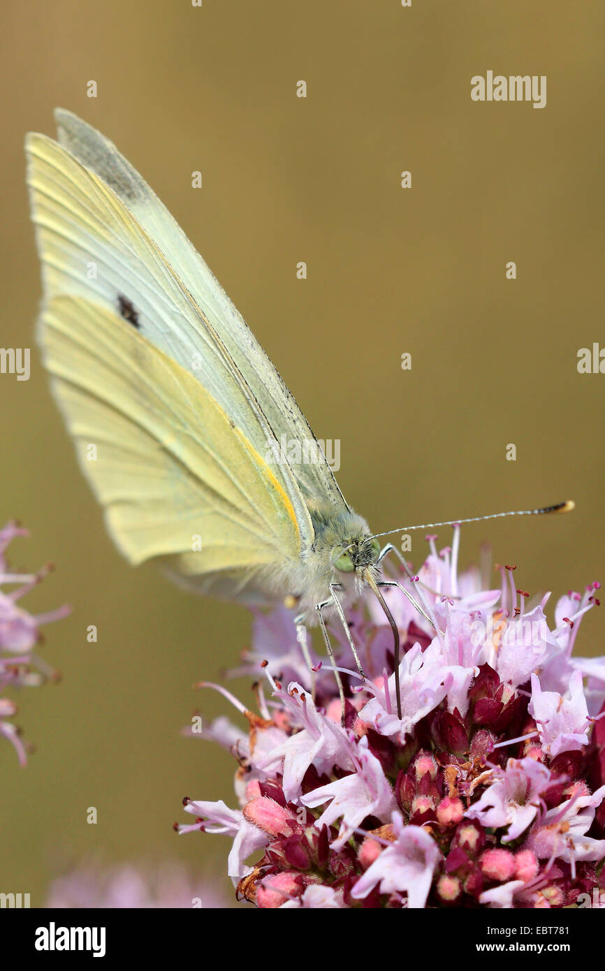 Pequeño blanco, repollo, importado de mariposas (Pieris rapae cabbageworm, Artogeia rapae), sobre flores rosadas en Origanum vulgare, Alemania Foto de stock